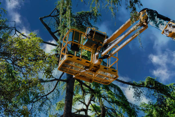 Best Professional Tree Care  in Bothell West, WA